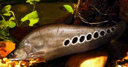 NOTOPTERUS CHITALA